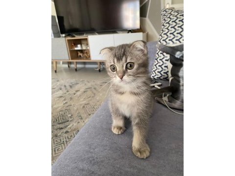 Scottish fold erkek yavru kedimiz
