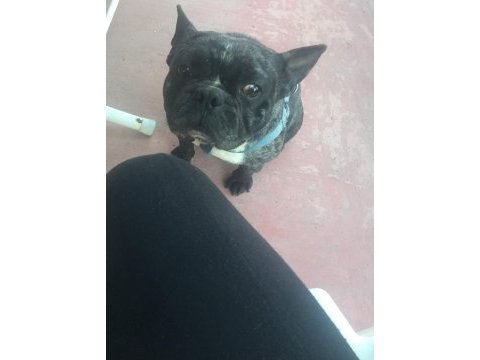 French bulldog rıfkı için yuva
