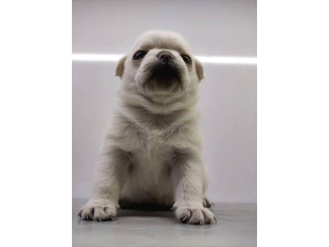 Yavru siyah beyaz pug