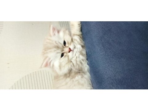 British longhair ns 11 silver