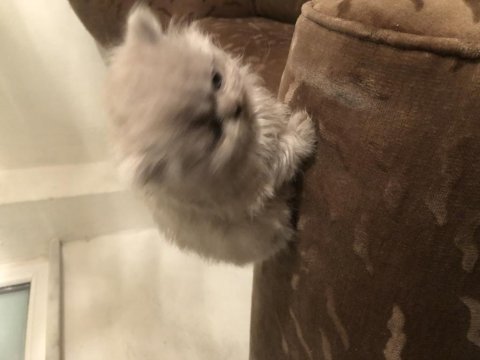 British shorthair bir aylık
