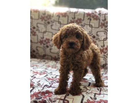 Toy poodle dişi yavru