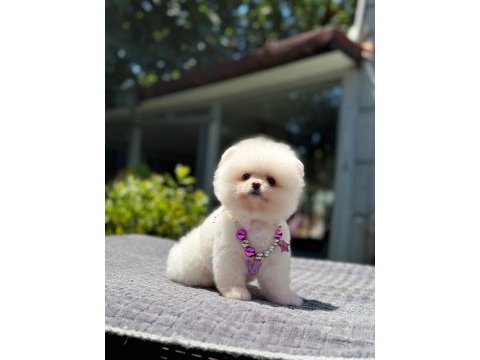 Yavru pomeranian boo köpeklerimiz