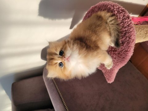 Safkan golden british longhair yavrular