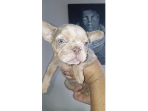 French bulldog new shade isabella merle tan fluffy carrier