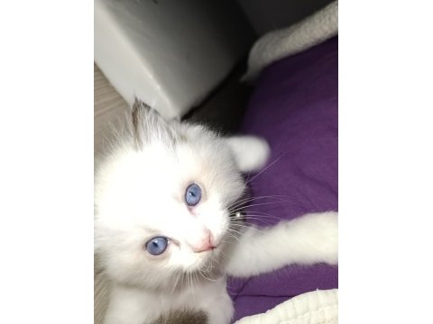 Dünyanın en sakin tatlı sevgi dolu kedisi ragdoll