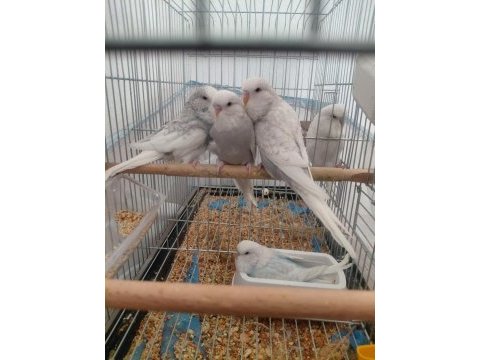 Ele alıştırmalık muhabbet kuşu yavrular