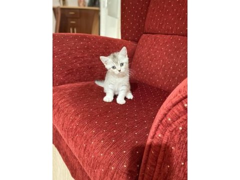 British shorthair