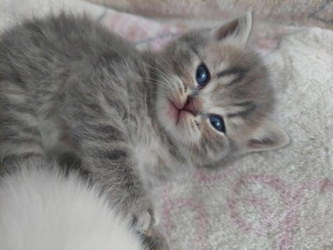6 haftalık dişi british shorthair