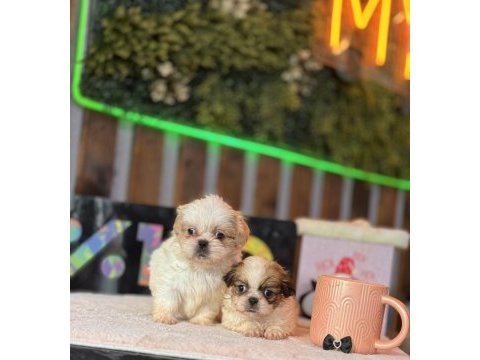 Shih tzu yavrular