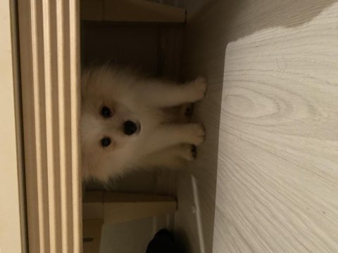 Güzel pomeranian kızımız yeni yuvasını arıyor