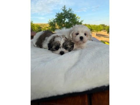 Açık renk ve trecolor shih tzu bebekler sun kennels