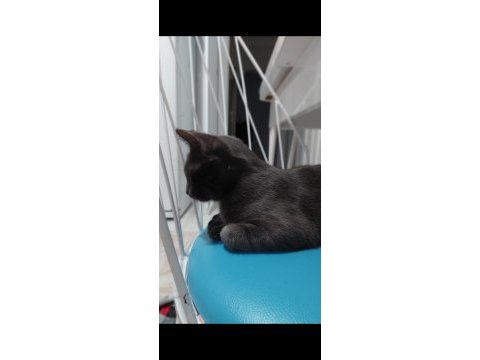 British shorthair kakulemize acil ömürlük yuva arıyoruz