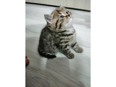 British shorthair tabby kedimiz
