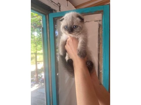 Teslime hazır british shorthair