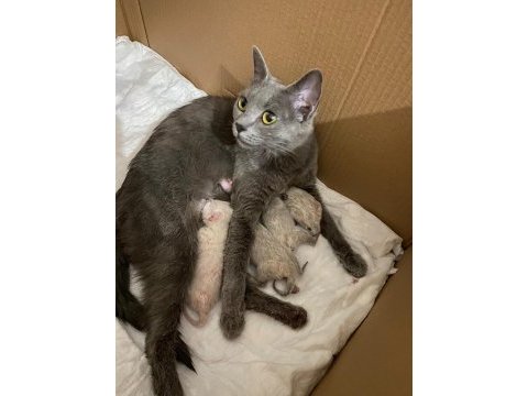 British shorthair kedimize ömürlük yuva arıyoruz