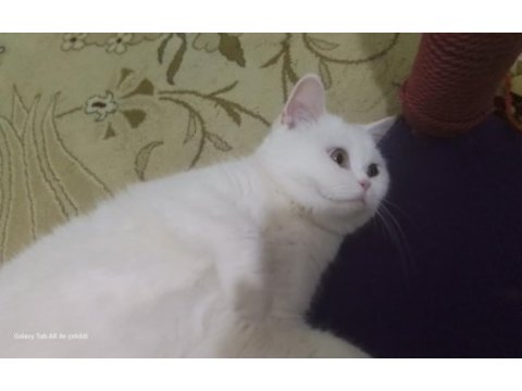 Baba adayı arıyorum british shorthair