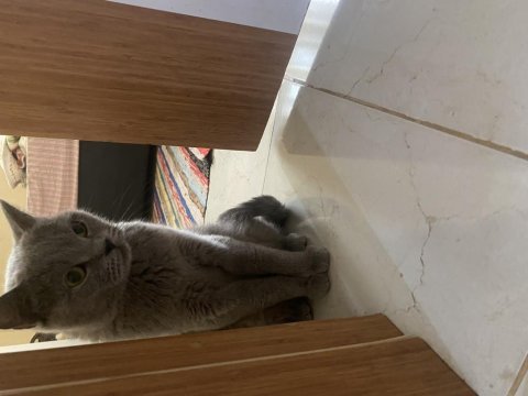 Uysal oyuncu british shorthai kızımız yeni sahibini bekliyor