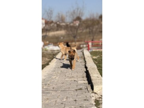Çok uyguna yavru köpekler