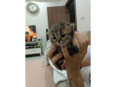 Scottish fold yavrular