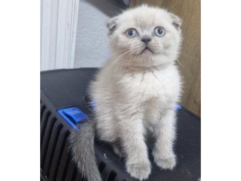 Minnoş scottish fold kedim