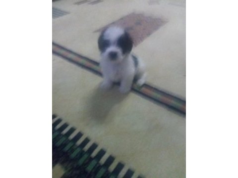 Bugüne özel maltese terrier