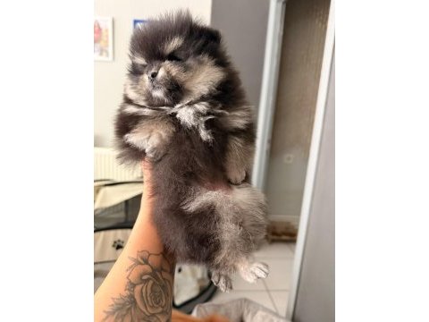 Muhteşem tüy yapısına sahip ok nadir bulunan pomeranian
