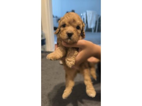 Şecereli toy poodle baba maltipoo anne