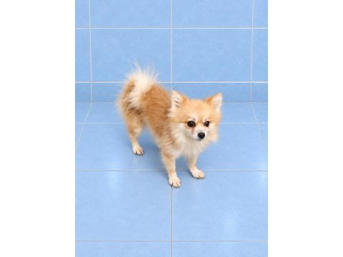 Yeni yuvasına gitmeye hazır pomeranian