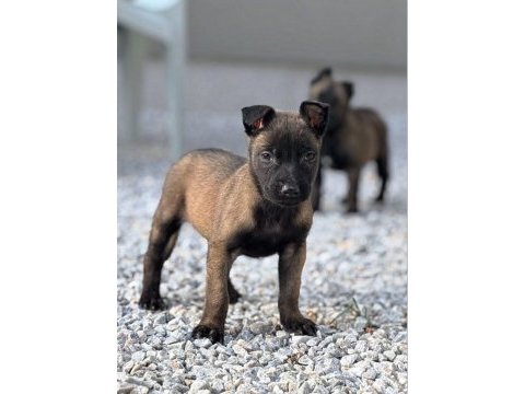 Malinois bebekler safkan orjinal