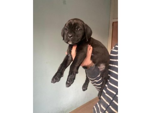 A şecereli dünya şampiyonu torunu dişi cane corsolar