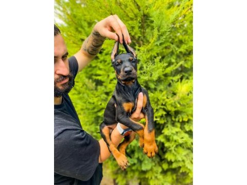 A kalite 45 günlük 5 kg doberman yavrular gönderim var