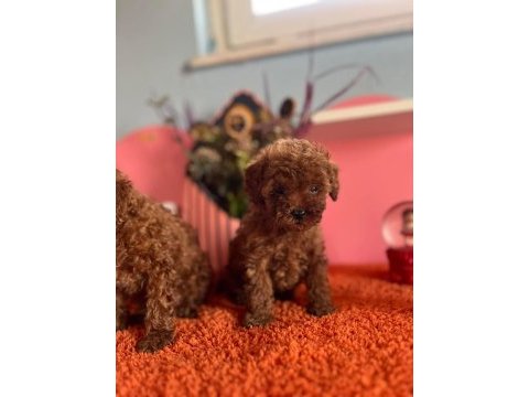 Orjinal toy poodle yavrular