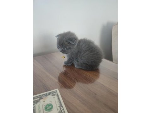 3 beyaz 1 gri (erkek) scottish fold