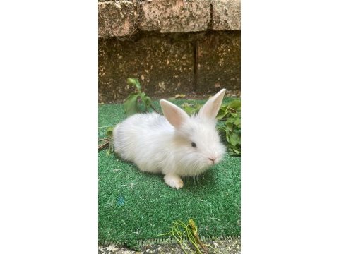 Aslanbaş tavşan yavruları ve kafes seti