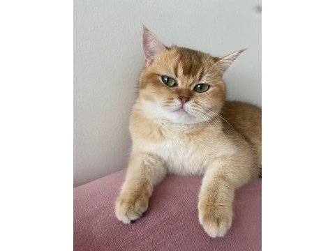 Kimlikli british shorthair orjinal
