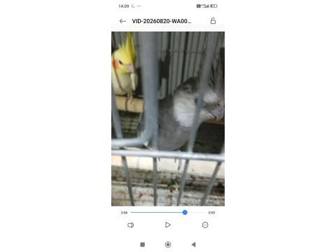 Tekleme sultan papağanlar