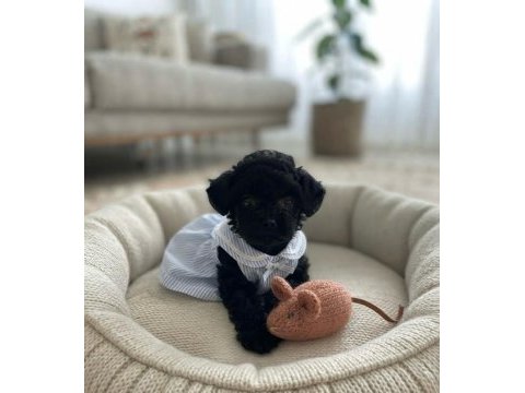 Toy poodle minik köpekler