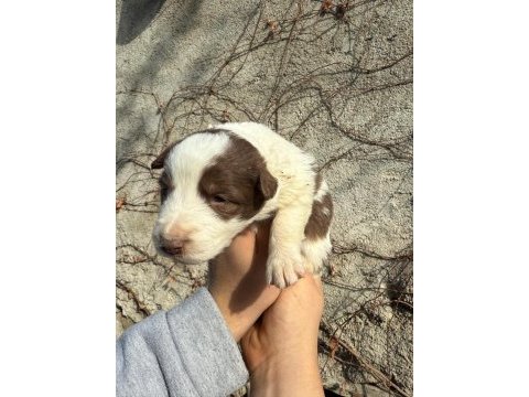 Renk renk border collie yavrular