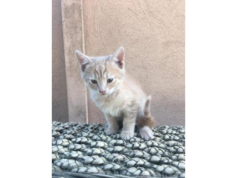 Minik kedilere acil yuva