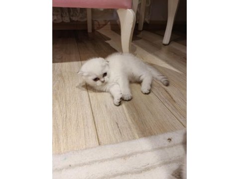Kırık kulak scottish fold şekerler