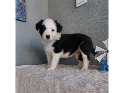 Border collie yavru köpeklerimiz