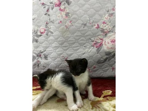 5 haziran doğumlu yavru kediler