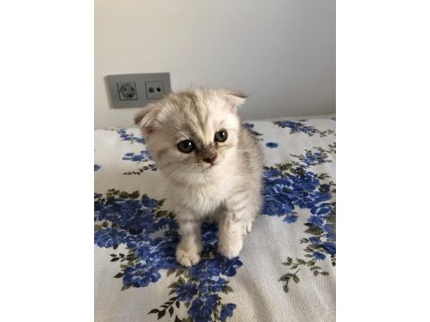 Safkan scottish fold erkek kedimiz