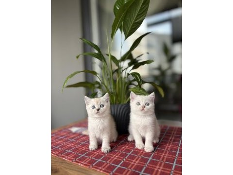 Brıtısh shorthair ırk garantili yavrularım 