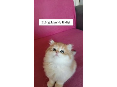 Ev ortamında yetiştirilmiş safkan british bebekler