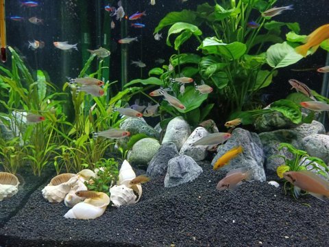 Kırmızı burun tetra