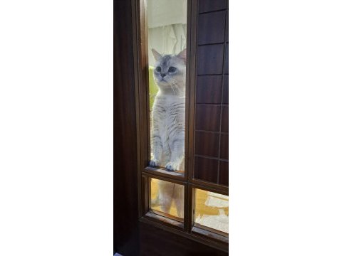 Acil yuva aranıyor kedimiz bulut ücretsiz sahiplendirme