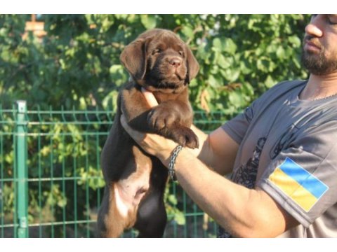 Türkiyenin en özel labrador yavruları 