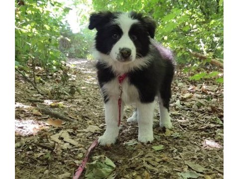 %100 orjinal border collie yavrular kredi kartı geçerlidir